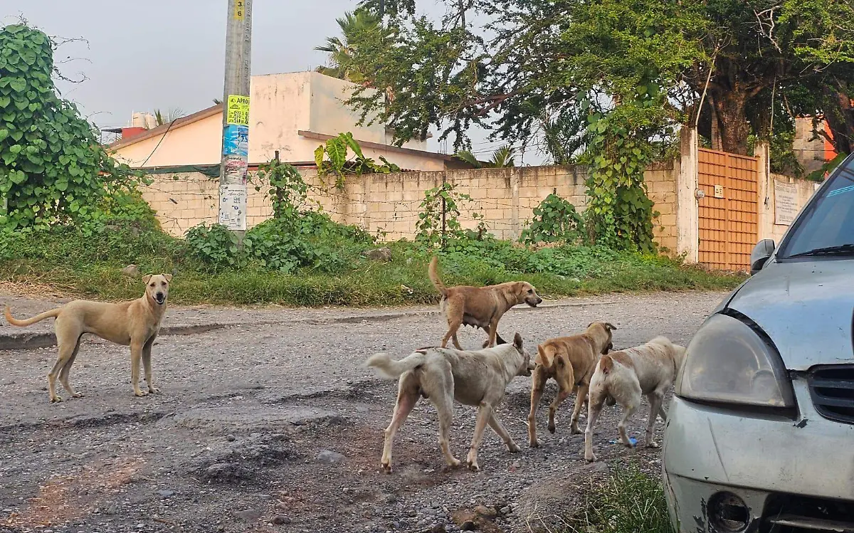 Manada de perros en Cuautla